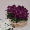 BUISSON FLEURI LILAS 3,5CM
