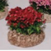 BUISSON FLEURI ROUGE 3,5CM
