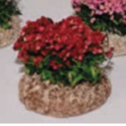 BUISSON FLEURI ROUGE 3,5CM