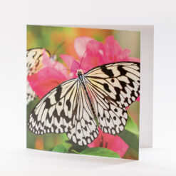 CARTE 15X15CM PAPILLONS