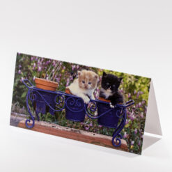 CARTE 21X10,5CM CHATONS DANS POTS
