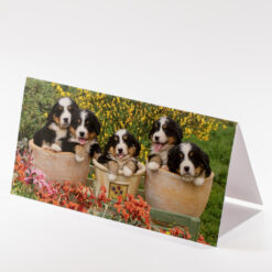 CARTE 21X10,5CM CHIOTS POT TERRE