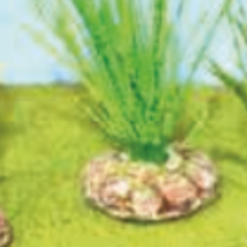 ROSEAUX VERT CLAIR 6CM