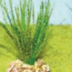 ROSEAUX VERT MOYEN 6CM