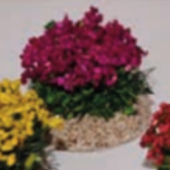 BUISSON FLEURI FUSHIA 3,5CM DC096F
